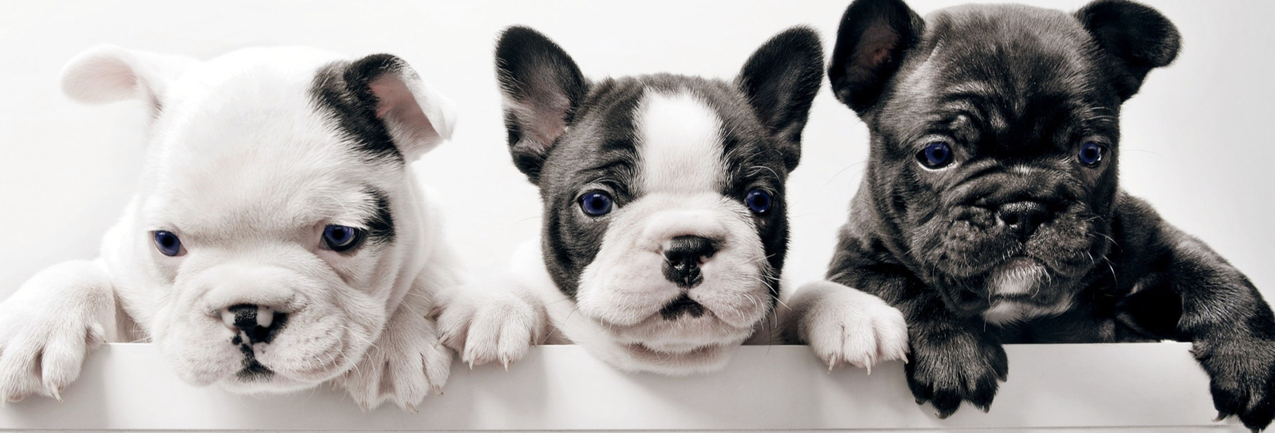 Three French Bullgod Puppies_edited_edited_edited.jpg